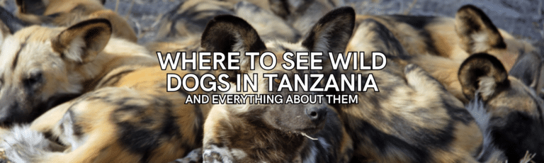 Where to See Wild Dogs In Tanzania and Everything About Them