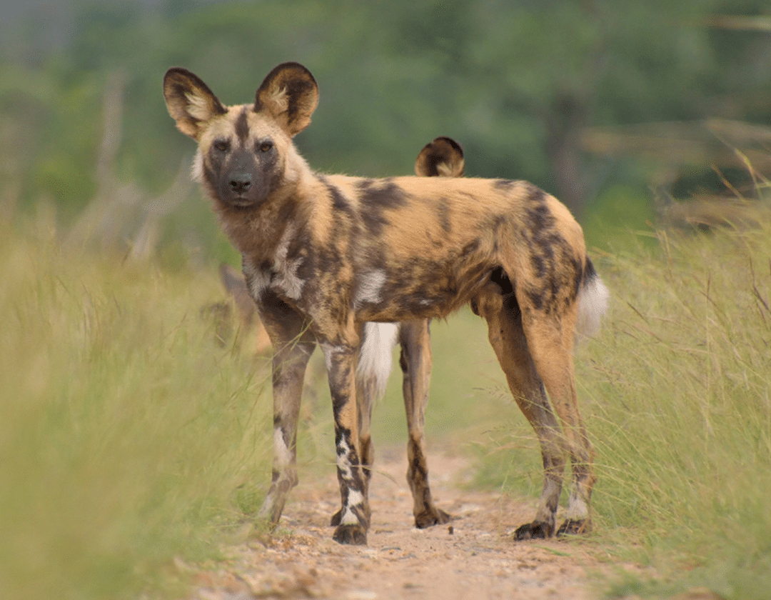 Wild Dogs in Tanzania