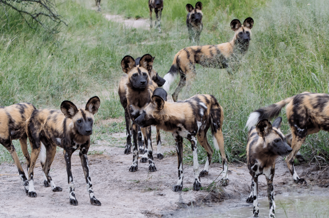 Wild Dogs in Tanznia Pack