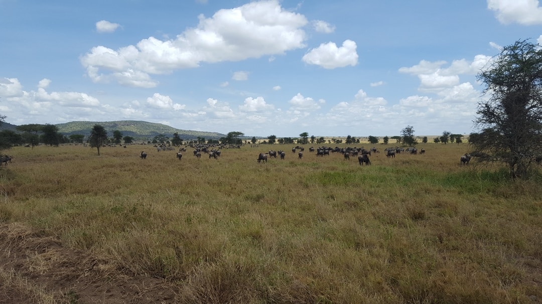 Wildebeest Heard in the Serengeti