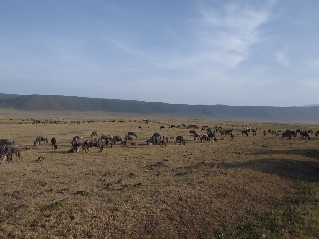 Wildebeests in Ngorongoro
