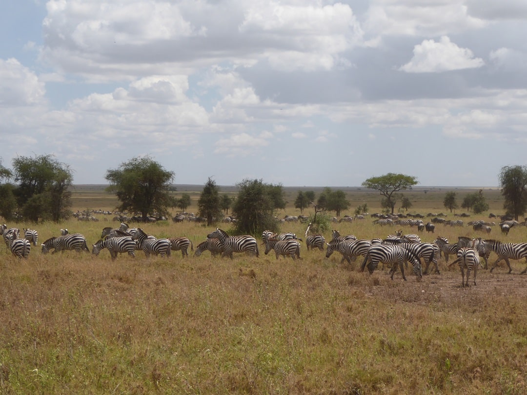 Zebra herd in Serengeti