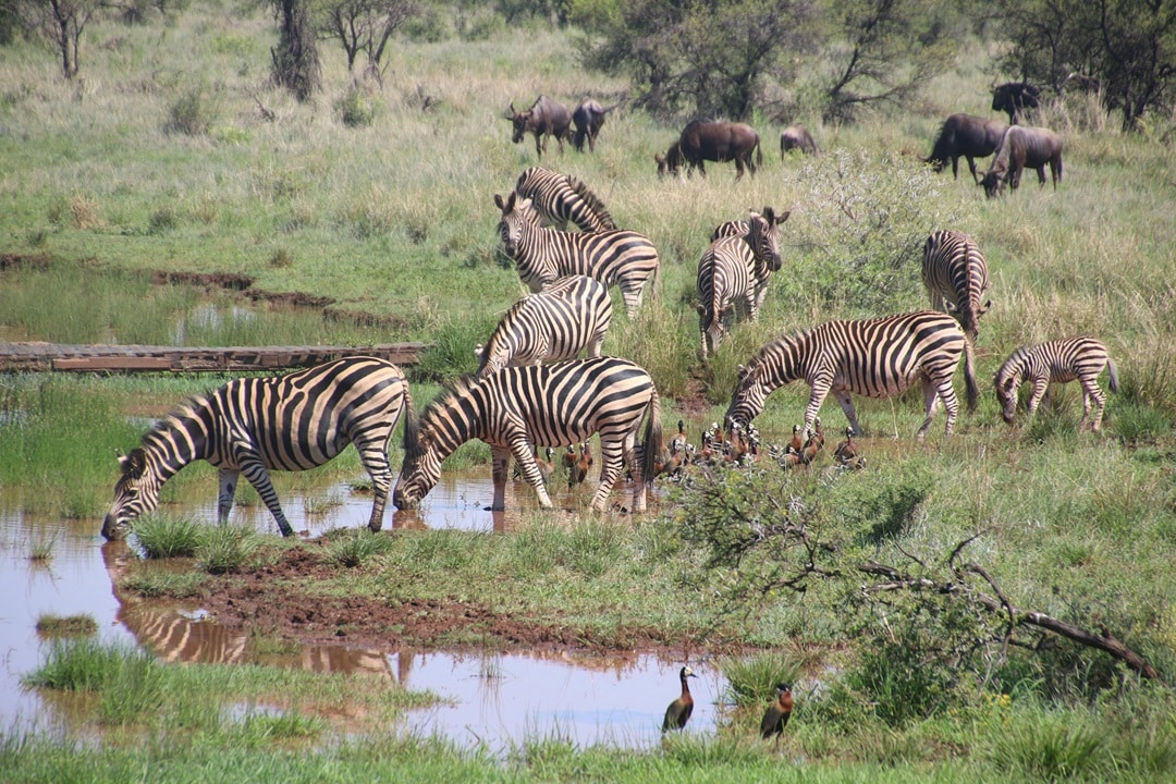 Zebras seen on a typical day on a safari in tanzania