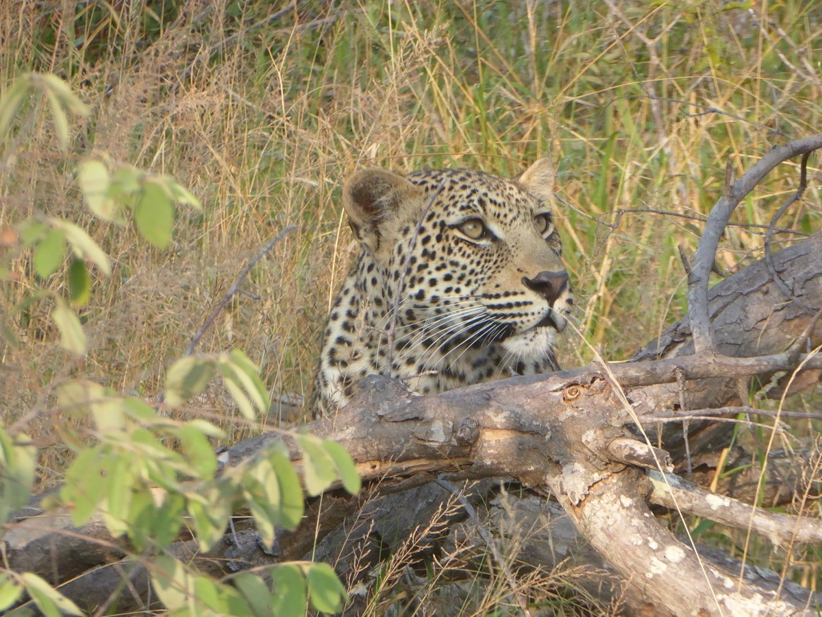 South Africa vs Tanzania safari - leopard