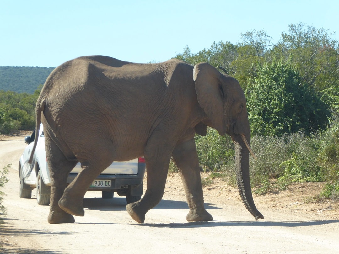 Elephant in Addo Elephant NP