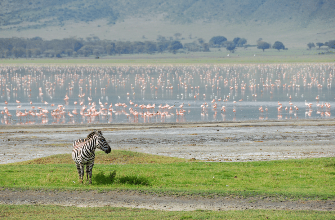 Flamingoes in Ngorongoro