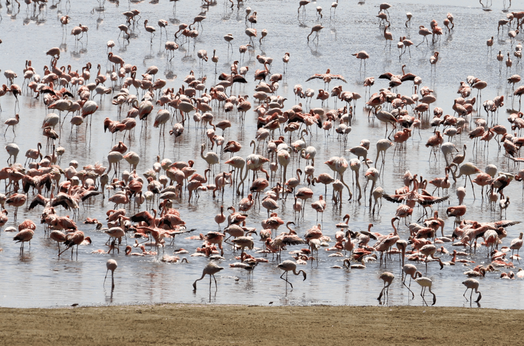 Lake Manyara - Flamingoes