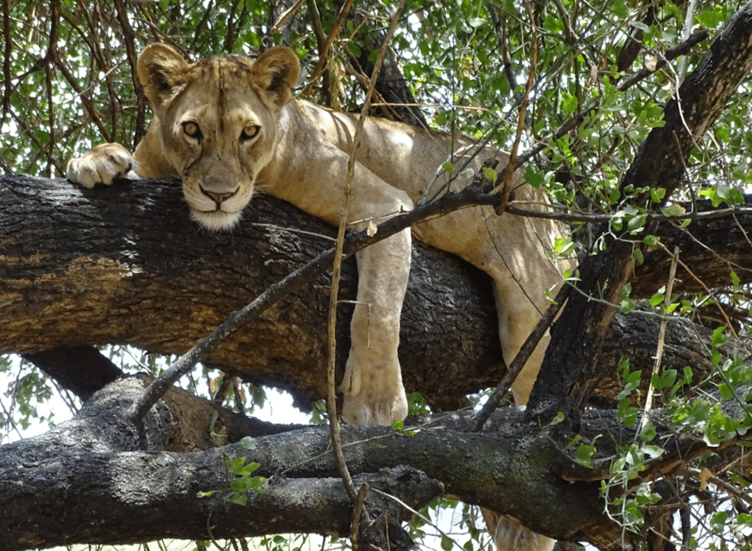 Lion in Tree