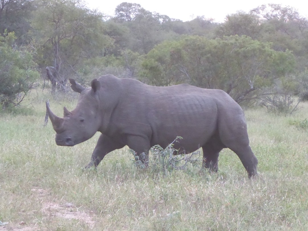 Rhino in Klaserie