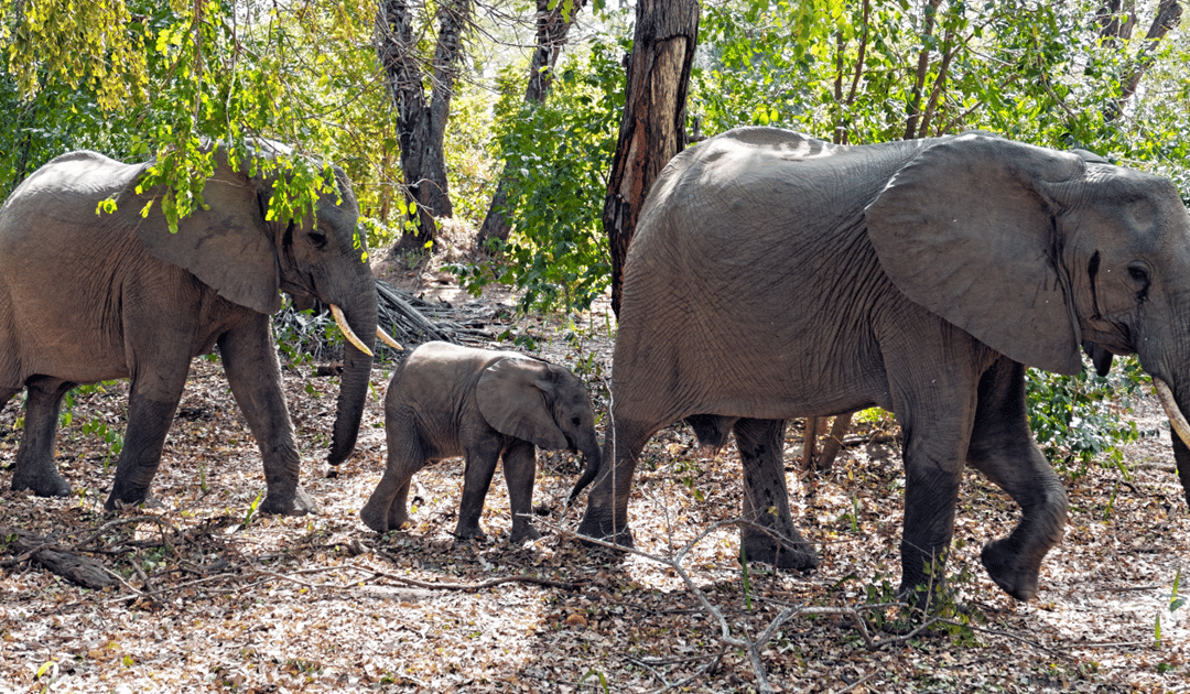 elephants in Selous