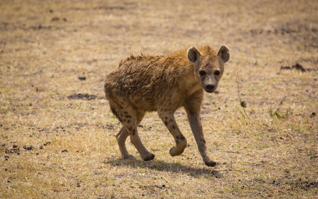 hyena in ngorongoro