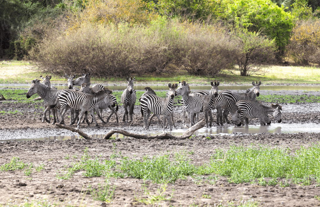 zebras in Selous