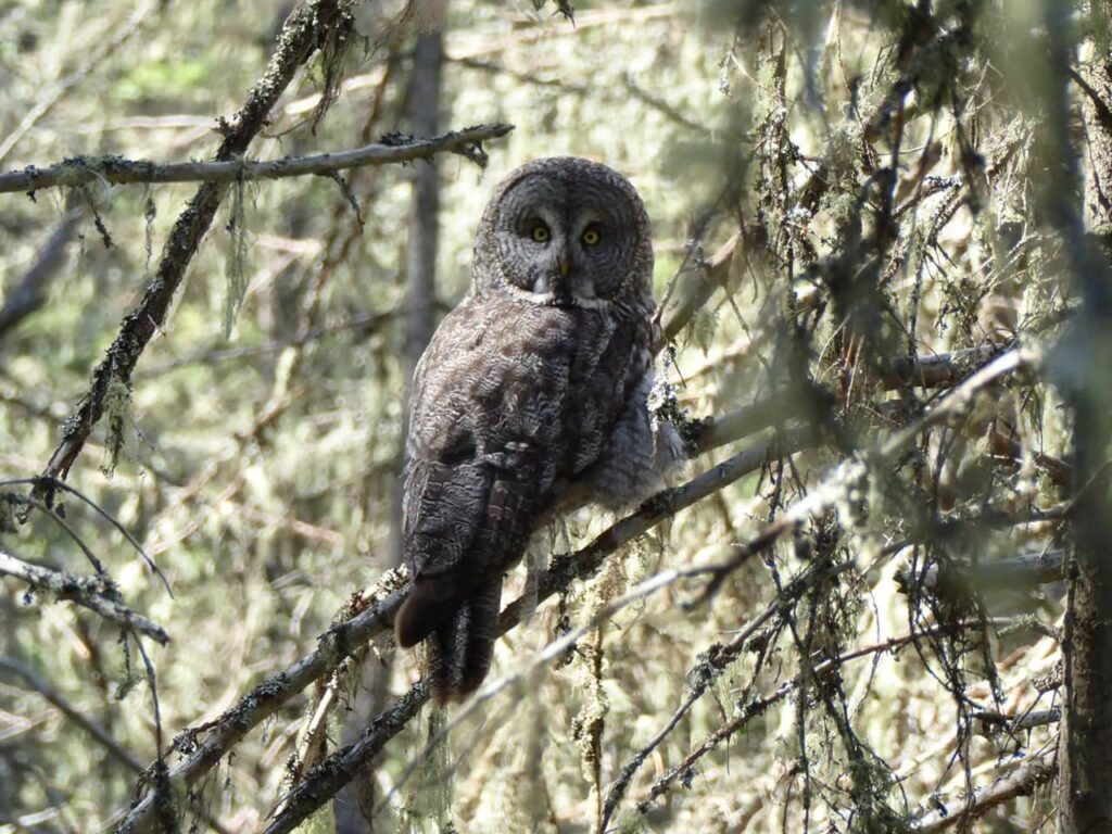 Great Grey Owl - Brown Lowery