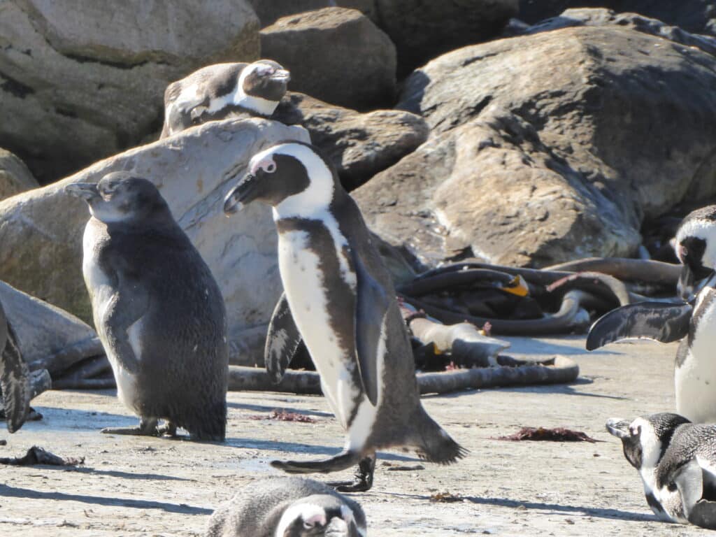 African Penguins