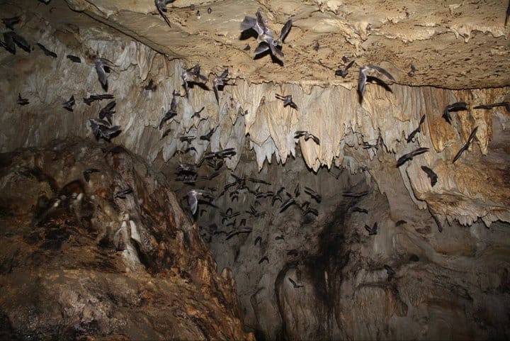 Bats-in-Vendano-Caves