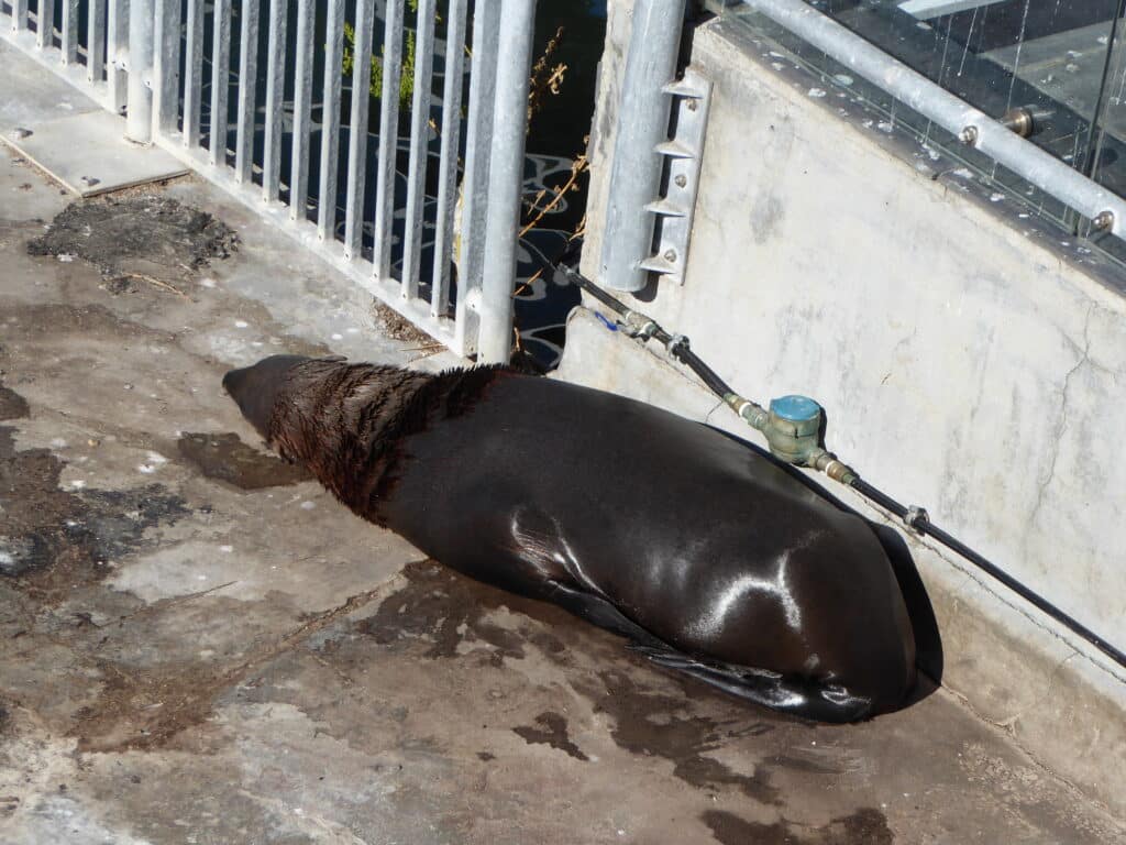 Cape Fur Seal