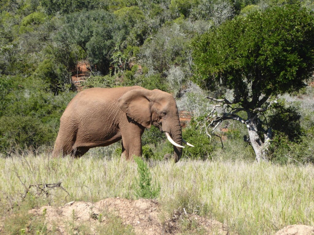 Elephant in Greater KNP