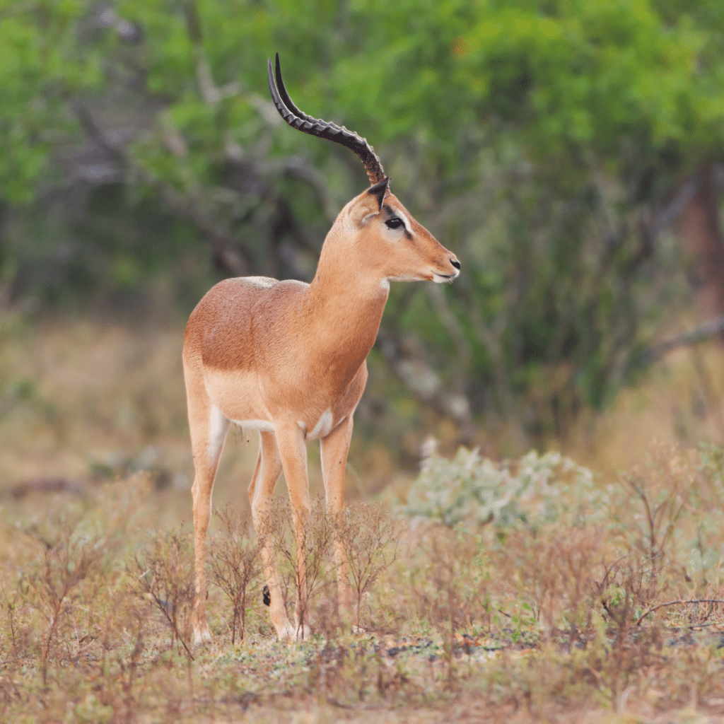 Impala