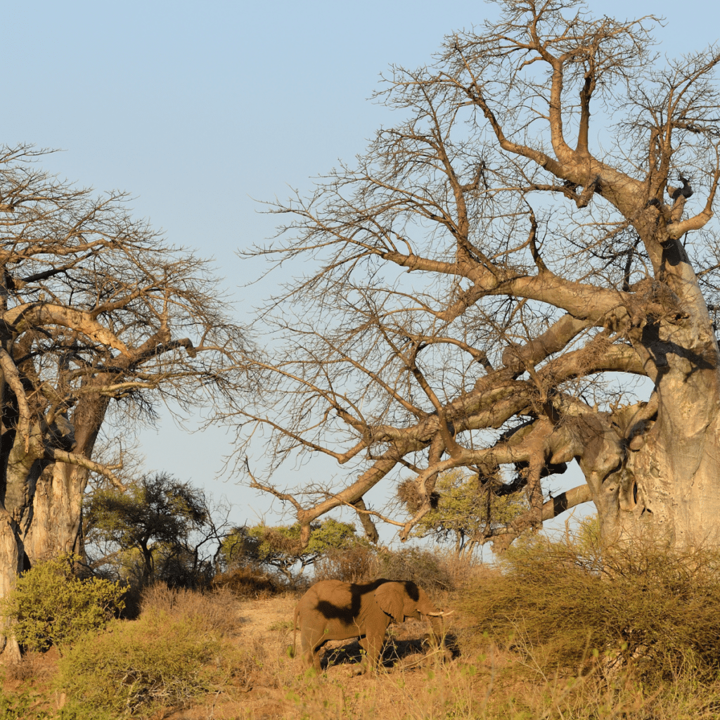 Kruger NP