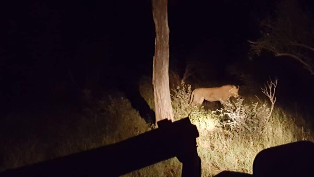 Lion at Night