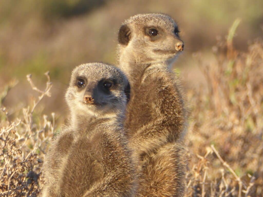 Meerkats