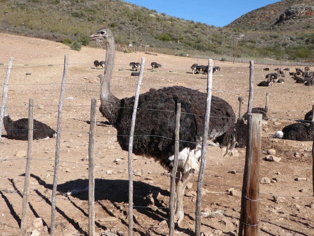 Ostriches