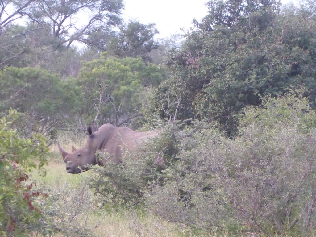 Rhino in KNP