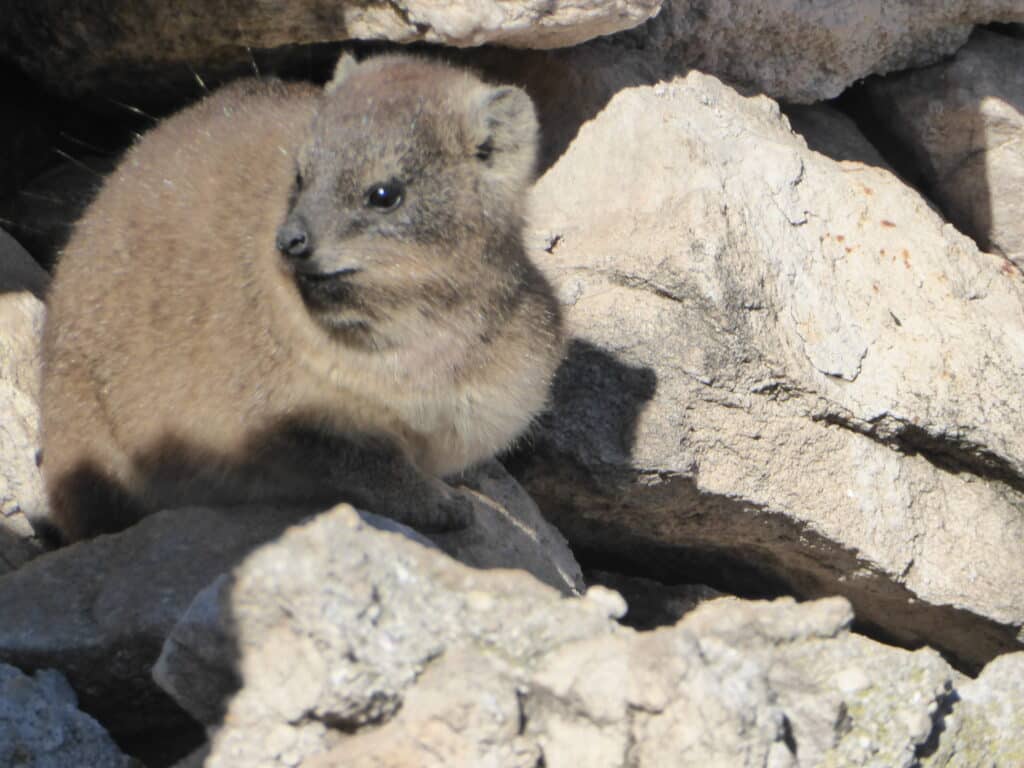 Rock Hyrax