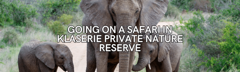 Going On A Safari in Klaserie Private Nature Reserve