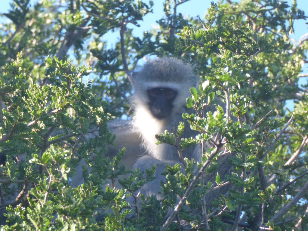 Vervet Monkeys