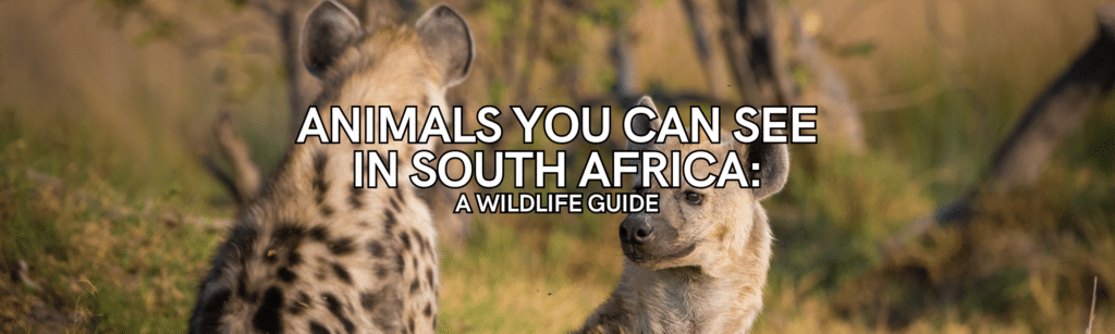 animals you can see in south africa