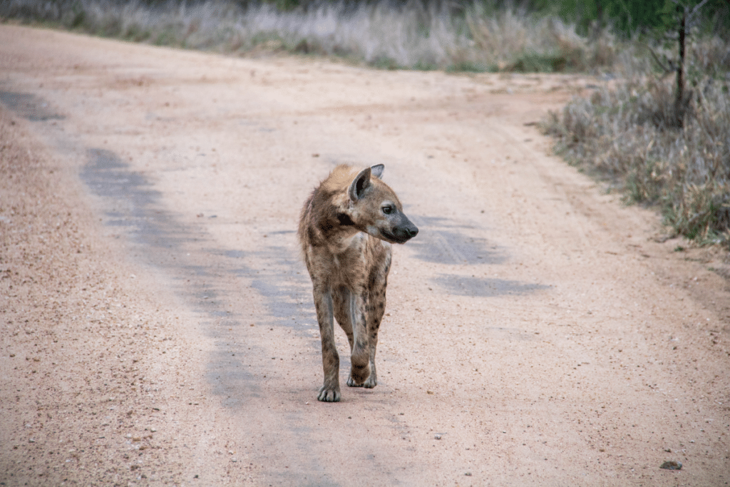 hyena in south africa