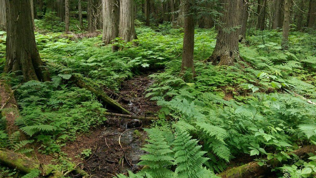 Hemlock Grove Boardwalk