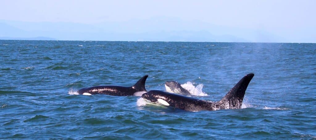 Whale Watching in Vancouver