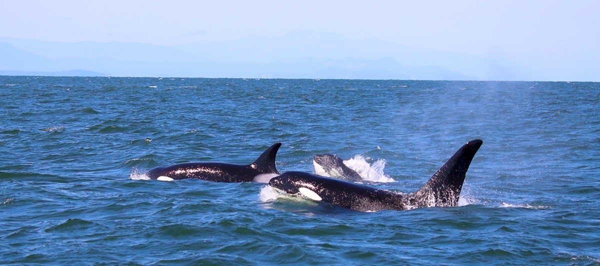 Your Guide To Visiting Vancouver In The Summer