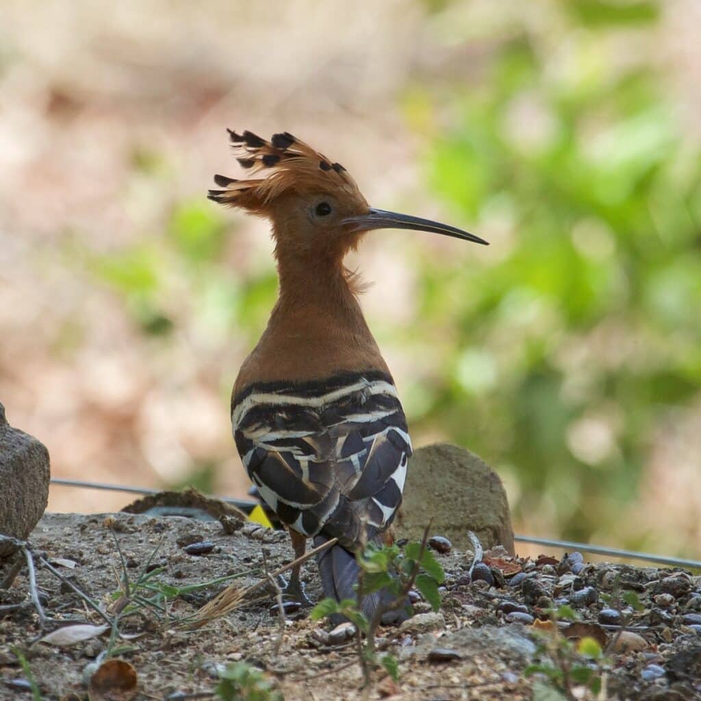 African Hoopoe