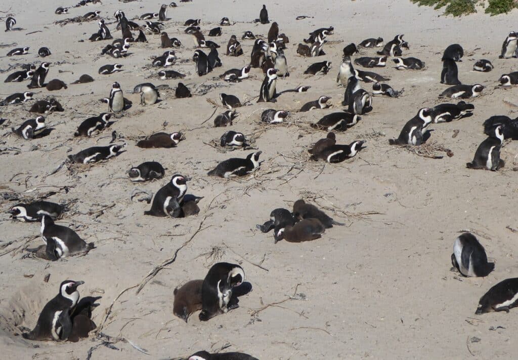 Boulders Beach African Penguins