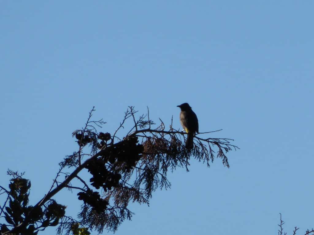 Cape Bulbul