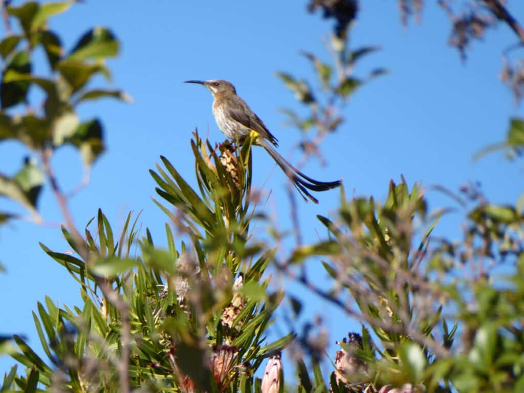 Cape Sugarbird