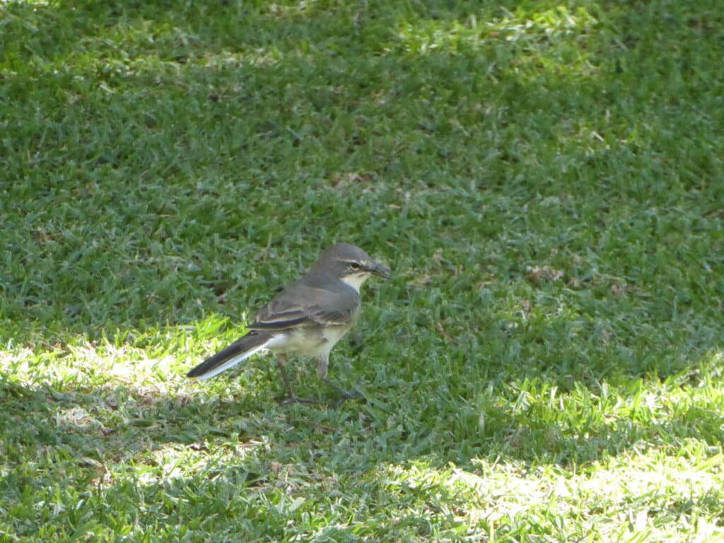 Cape Wagtail