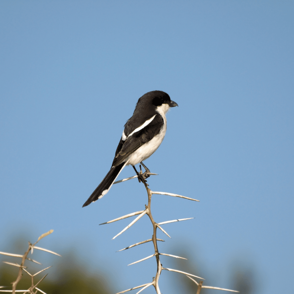 Fiscal Flycatcher