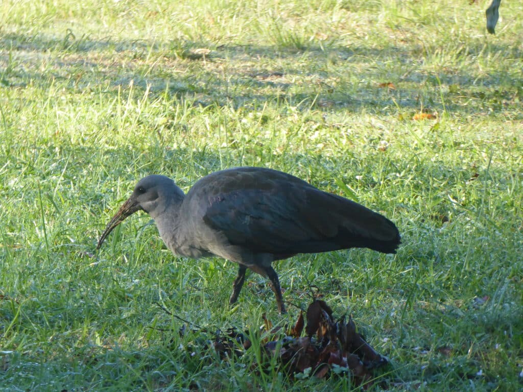 Hadeda Ibis