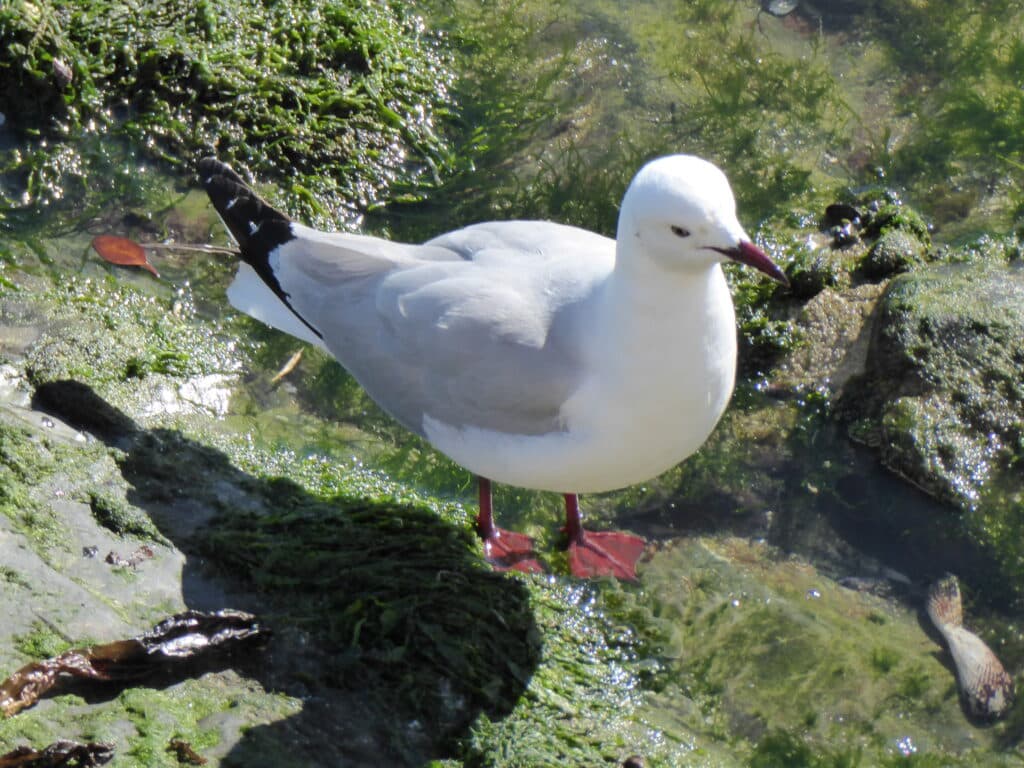 Hartlaubs Gull