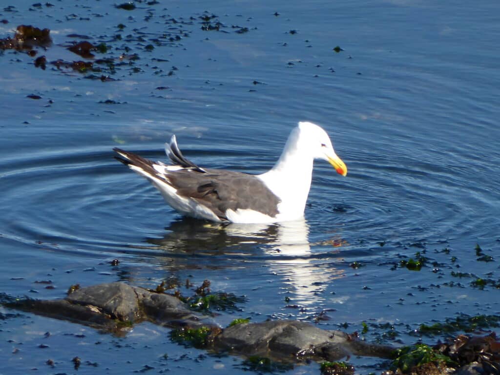 Kelp Gull