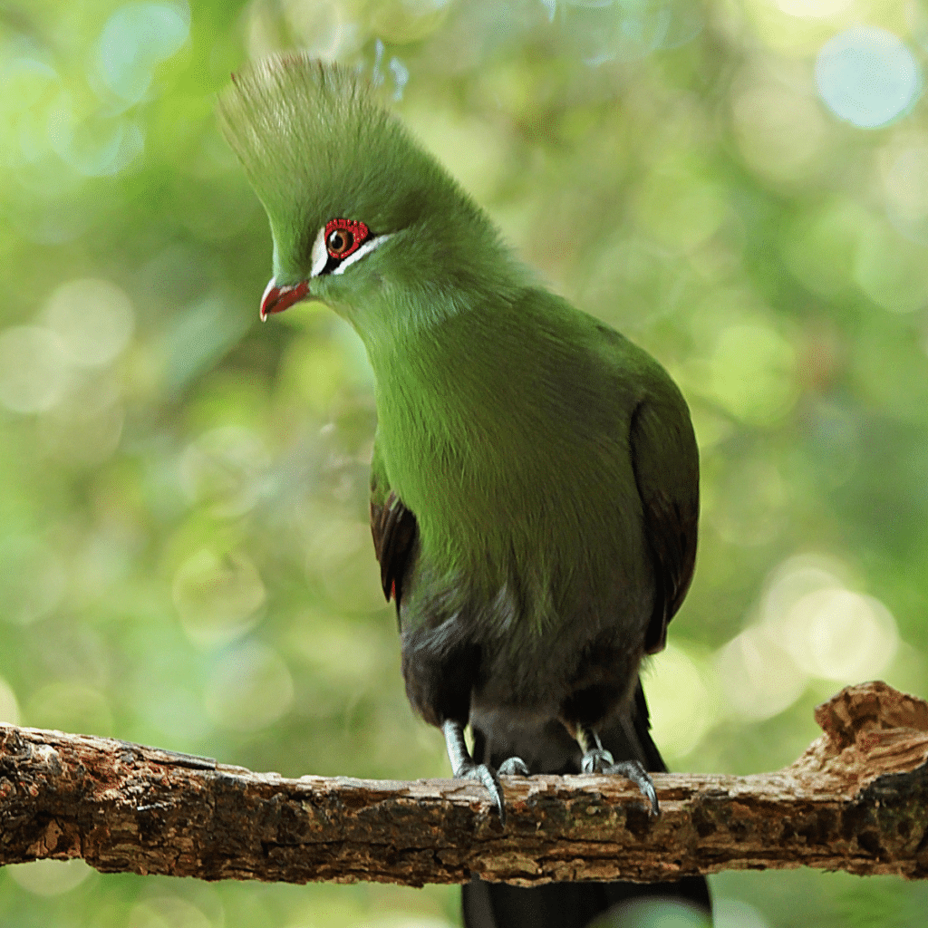 Knysna Turaco