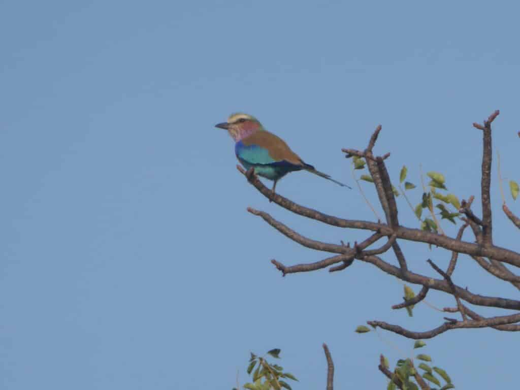 Lilac-Breasted Roller