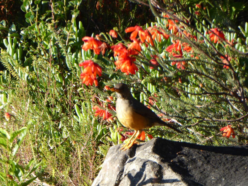 Olive Thrush