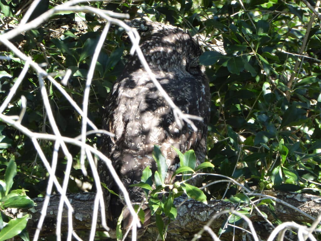 Spotted Eagle Owl