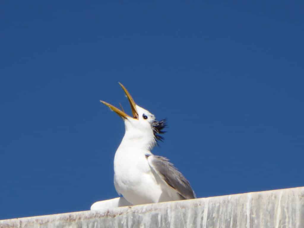 Swift Tern