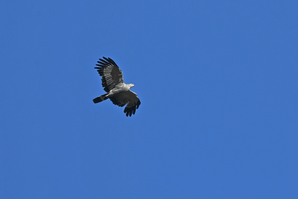 African Harrier Hawk